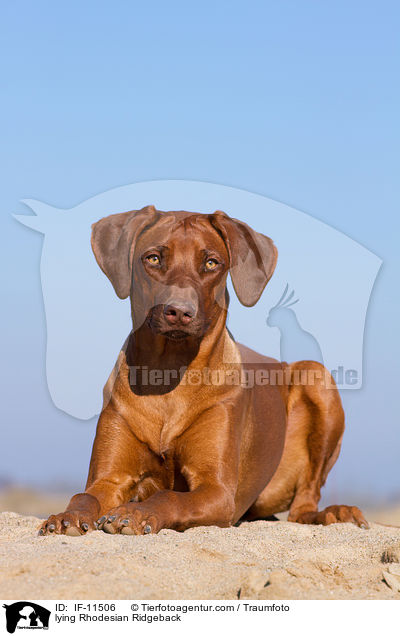 liegender Rhodesian Ridgeback / lying Rhodesian Ridgeback / IF-11506