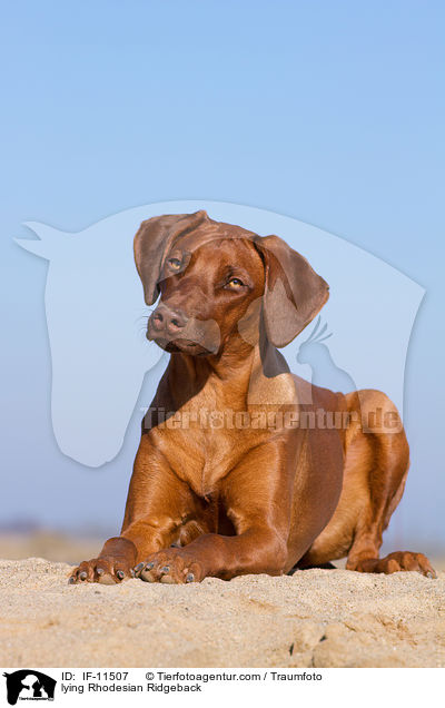 liegender Rhodesian Ridgeback / lying Rhodesian Ridgeback / IF-11507