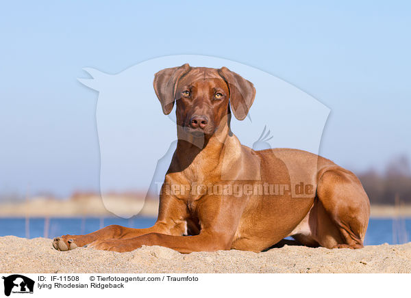 liegender Rhodesian Ridgeback / lying Rhodesian Ridgeback / IF-11508