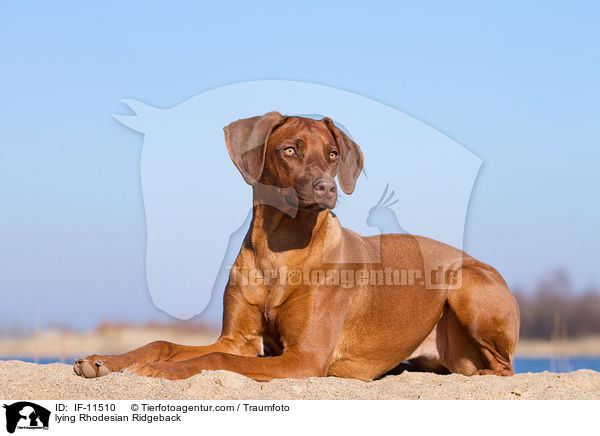 liegender Rhodesian Ridgeback / lying Rhodesian Ridgeback / IF-11510