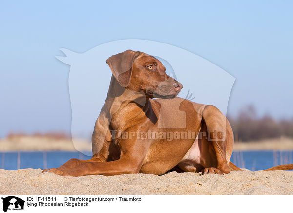 liegender Rhodesian Ridgeback / lying Rhodesian Ridgeback / IF-11511