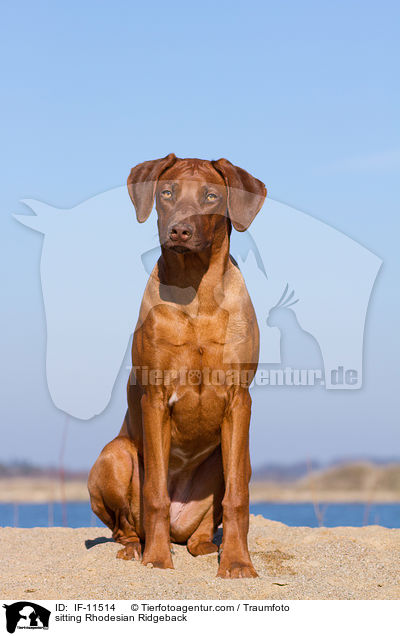 sitzender Rhodesian Ridgeback / sitting Rhodesian Ridgeback / IF-11514