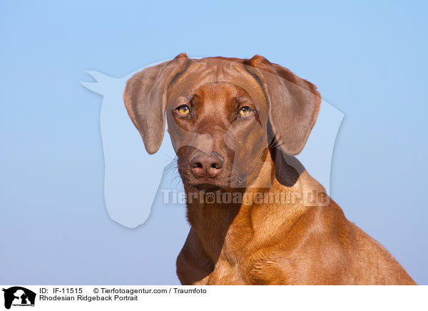 Rhodesian Ridgeback Portrait / Rhodesian Ridgeback Portrait / IF-11515