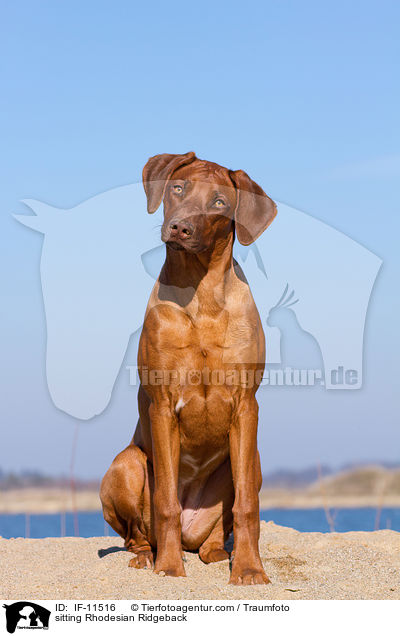 sitzender Rhodesian Ridgeback / sitting Rhodesian Ridgeback / IF-11516