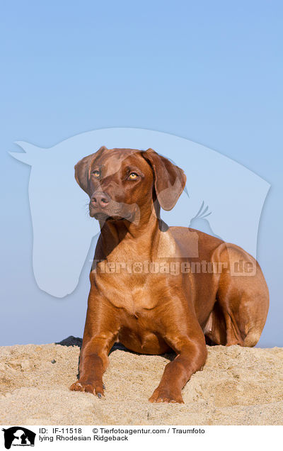 liegender Rhodesian Ridgeback / lying Rhodesian Ridgeback / IF-11518