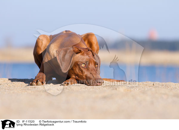 liegender Rhodesian Ridgeback / lying Rhodesian Ridgeback / IF-11520
