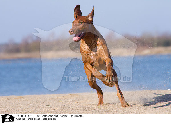 rennender Rhodesian Ridgeback / running Rhodesian Ridgeback / IF-11521