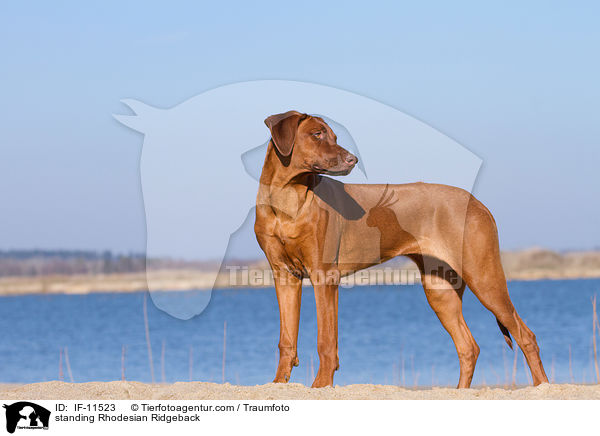 stehender Rhodesian Ridgeback / standing Rhodesian Ridgeback / IF-11523