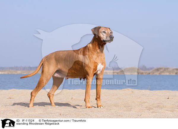 stehender Rhodesian Ridgeback / standing Rhodesian Ridgeback / IF-11524