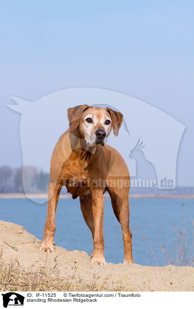 stehender Rhodesian Ridgeback / standing Rhodesian Ridgeback / IF-11525