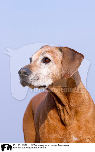 Rhodesian Ridgeback Portrait / Rhodesian Ridgeback Portrait / IF-11526