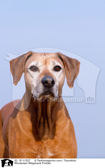 Rhodesian Ridgeback Portrait / Rhodesian Ridgeback Portrait / IF-11527
