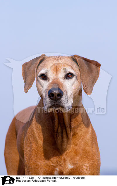 Rhodesian Ridgeback Portrait / Rhodesian Ridgeback Portrait / IF-11528