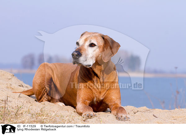 liegender Rhodesian Ridgeback / lying Rhodesian Ridgeback / IF-11529