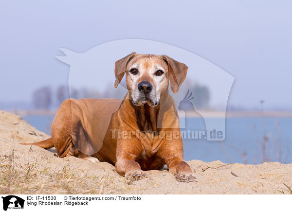 liegender Rhodesian Ridgeback / lying Rhodesian Ridgeback / IF-11530