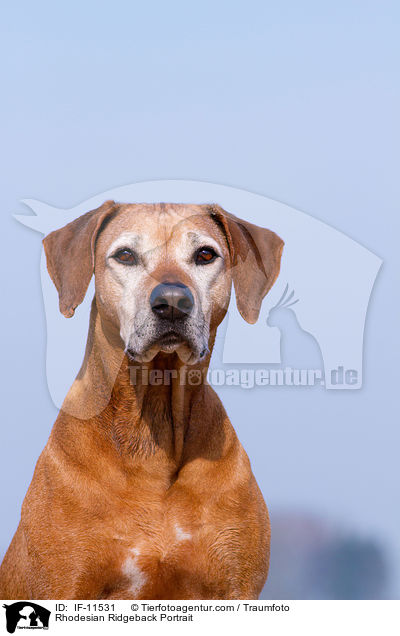 Rhodesian Ridgeback Portrait / Rhodesian Ridgeback Portrait / IF-11531