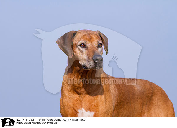 Rhodesian Ridgeback Portrait / Rhodesian Ridgeback Portrait / IF-11532