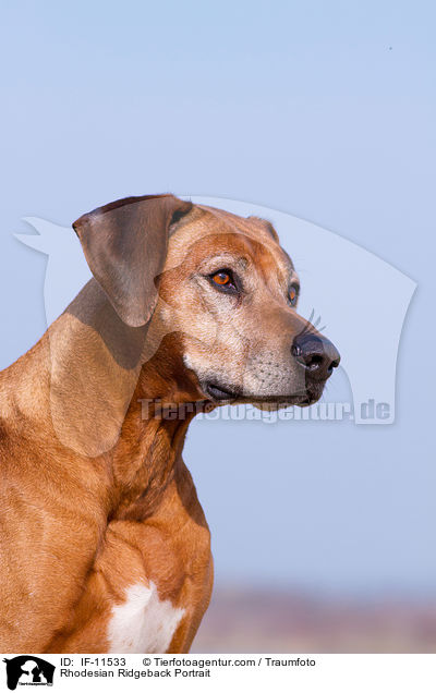 Rhodesian Ridgeback Portrait / Rhodesian Ridgeback Portrait / IF-11533