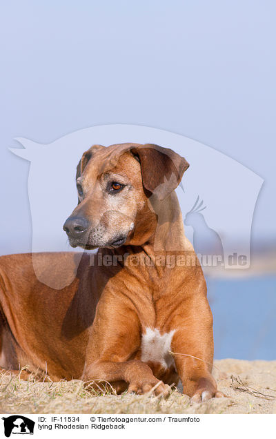 liegender Rhodesian Ridgeback / lying Rhodesian Ridgeback / IF-11534