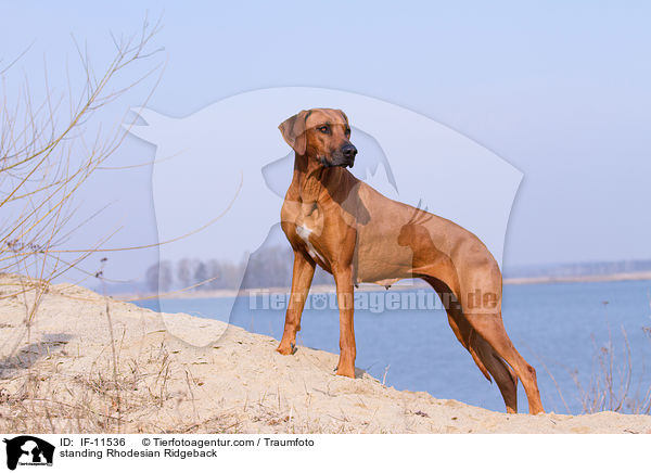 stehender Rhodesian Ridgeback / standing Rhodesian Ridgeback / IF-11536