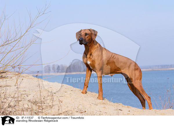 stehender Rhodesian Ridgeback / standing Rhodesian Ridgeback / IF-11537
