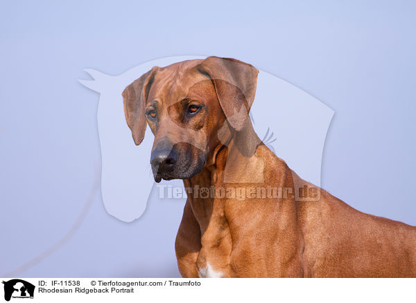 Rhodesian Ridgeback Portrait / Rhodesian Ridgeback Portrait / IF-11538