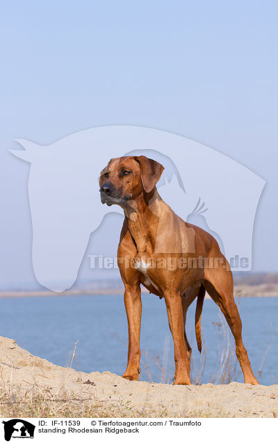 stehender Rhodesian Ridgeback / standing Rhodesian Ridgeback / IF-11539