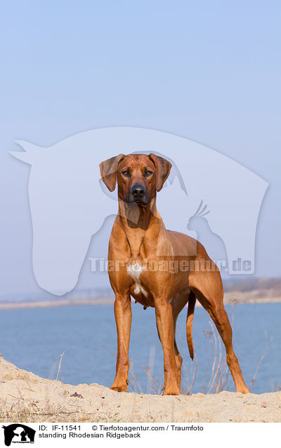 stehender Rhodesian Ridgeback / standing Rhodesian Ridgeback / IF-11541