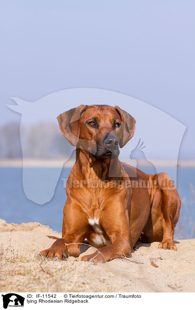liegender Rhodesian Ridgeback / lying Rhodesian Ridgeback / IF-11542