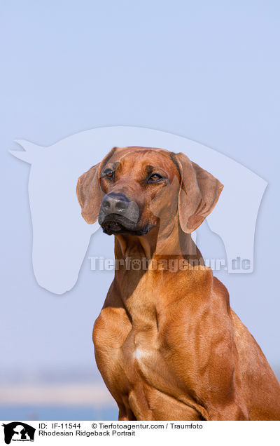 Rhodesian Ridgeback Portrait / Rhodesian Ridgeback Portrait / IF-11544