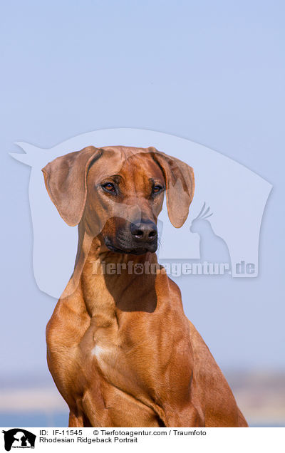 Rhodesian Ridgeback Portrait / Rhodesian Ridgeback Portrait / IF-11545