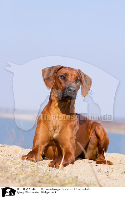 liegender Rhodesian Ridgeback / lying Rhodesian Ridgeback / IF-11546