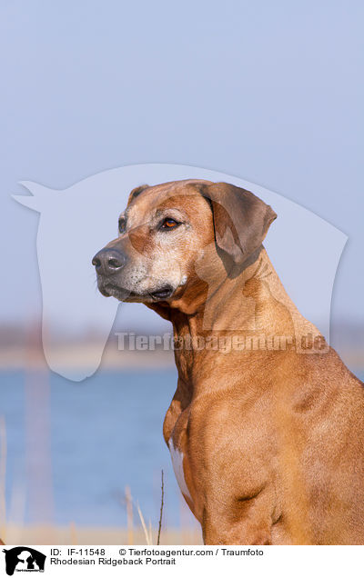 Rhodesian Ridgeback Portrait / Rhodesian Ridgeback Portrait / IF-11548
