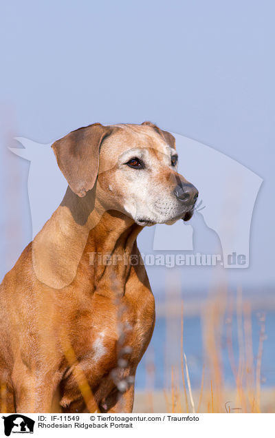 Rhodesian Ridgeback Portrait / Rhodesian Ridgeback Portrait / IF-11549