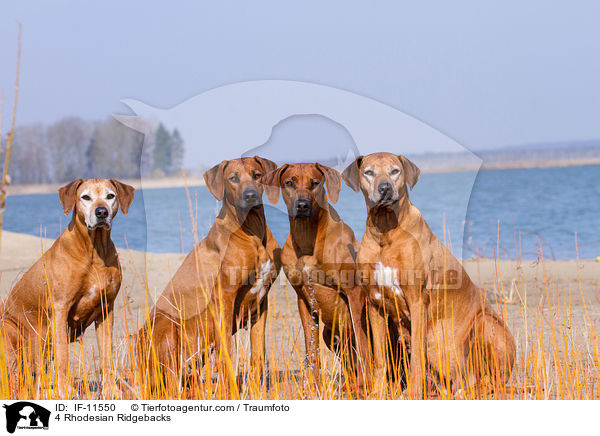 4 Rhodesian Ridgebacks / 4 Rhodesian Ridgebacks / IF-11550
