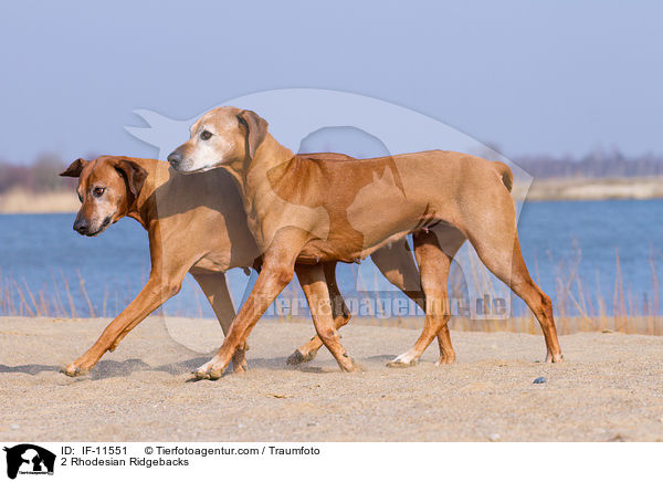 2 Rhodesian Ridgebacks / 2 Rhodesian Ridgebacks / IF-11551