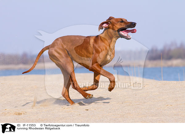 rennender Rhodesian Ridgeback / running Rhodesian Ridgeback / IF-11553