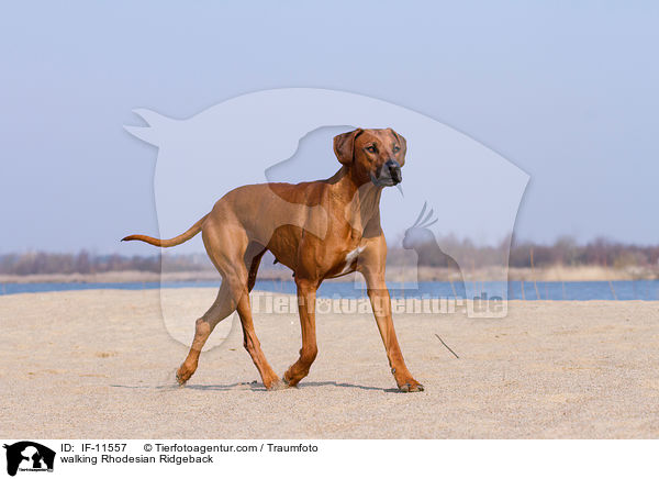 laufender Rhodesian Ridgeback / walking Rhodesian Ridgeback / IF-11557