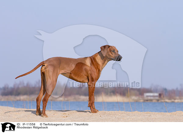 Rhodesian Ridgeback / Rhodesian Ridgeback / IF-11558