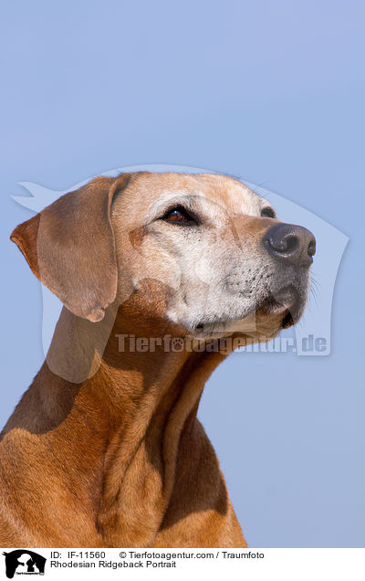 Rhodesian Ridgeback Portrait / Rhodesian Ridgeback Portrait / IF-11560