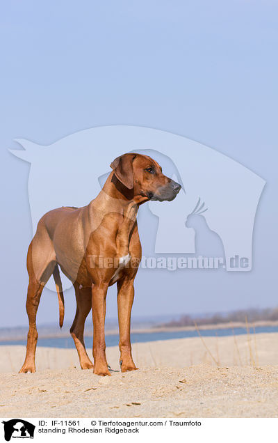 stehender Rhodesian Ridgeback / standing Rhodesian Ridgeback / IF-11561