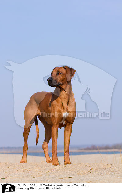 stehender Rhodesian Ridgeback / standing Rhodesian Ridgeback / IF-11562