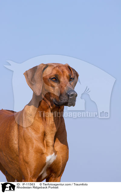 Rhodesian Ridgeback Portrait / Rhodesian Ridgeback Portrait / IF-11563