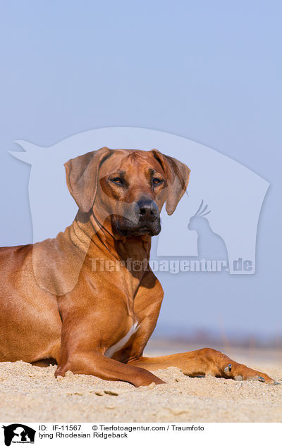 liegender Rhodesian Ridgeback / lying Rhodesian Ridgeback / IF-11567
