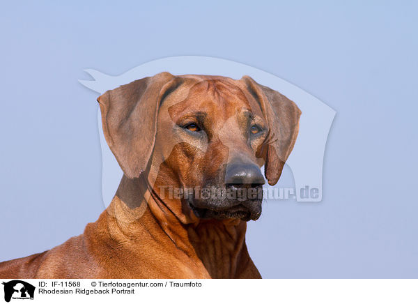 Rhodesian Ridgeback Portrait / IF-11568