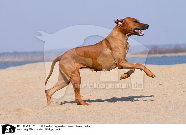 rennender Rhodesian Ridgeback / running Rhodesian Ridgeback / IF-11571