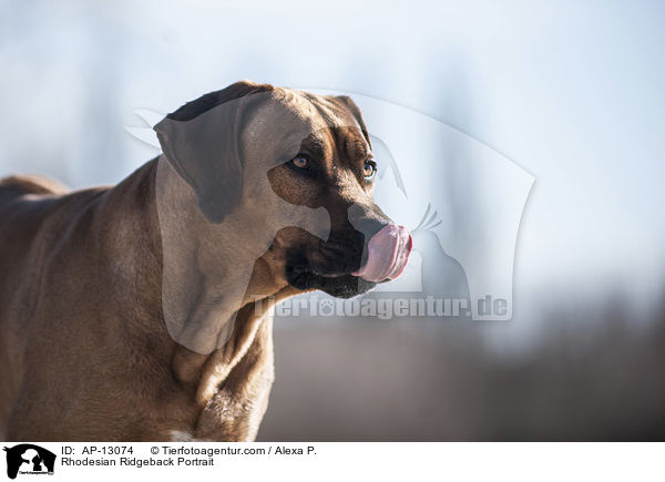 Rhodesian Ridgeback Portrait / Rhodesian Ridgeback Portrait / AP-13074