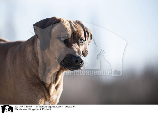Rhodesian Ridgeback Portrait / Rhodesian Ridgeback Portrait / AP-13075