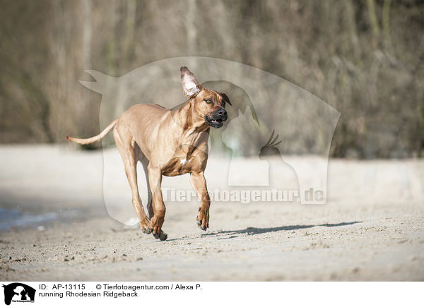 rennender Rhodesian Ridgeback / running Rhodesian Ridgeback / AP-13115