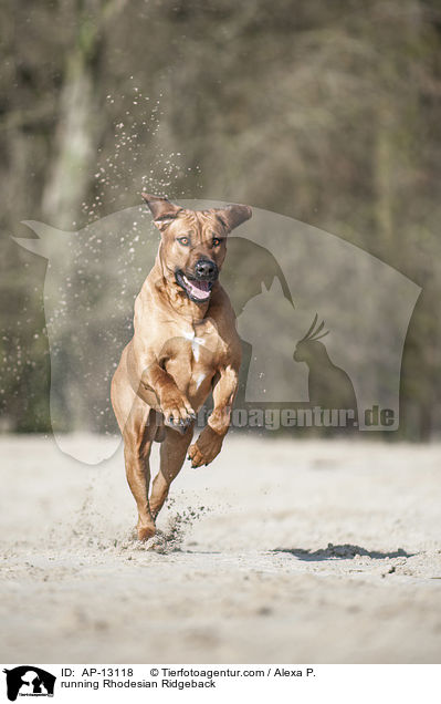 rennender Rhodesian Ridgeback / running Rhodesian Ridgeback / AP-13118